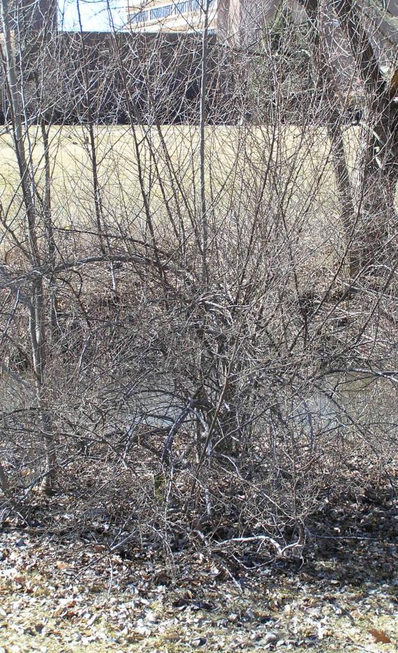 Autumn Olive habit