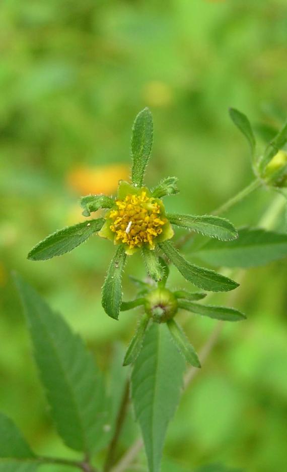 Beggarticks flower