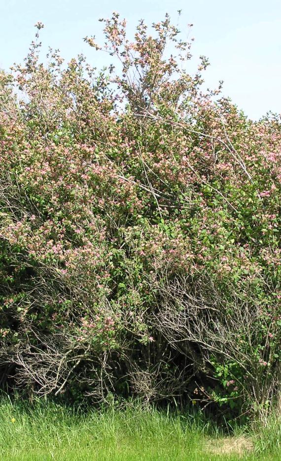 Belle Honeysuckle habit
