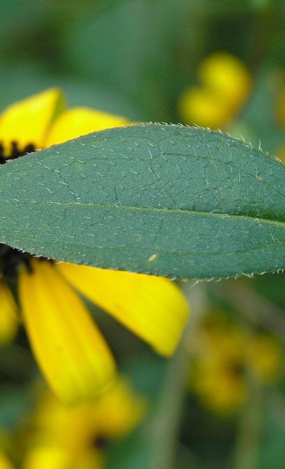 Black-eyed Susan leaves