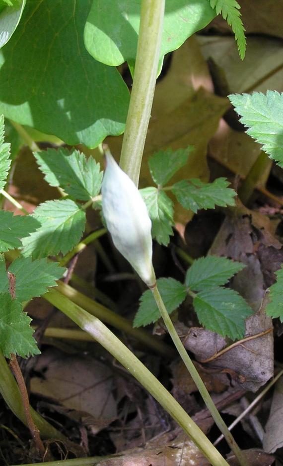 Bloodroot fruit