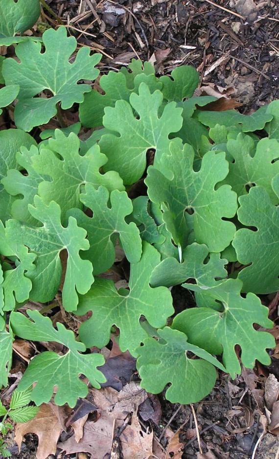 Bloodroot habit