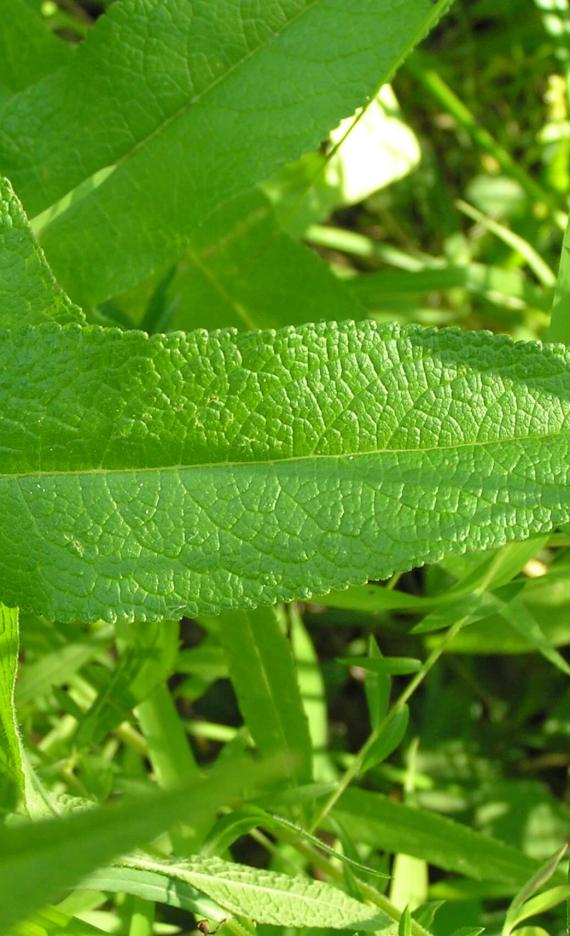 Boneset leaves