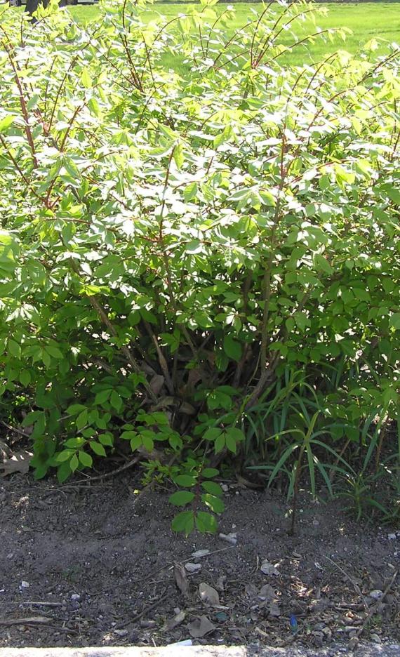 Burning Bush habit