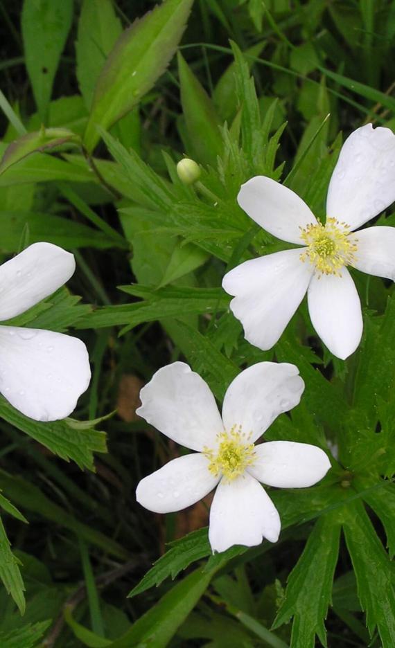 Canada Anemone flower