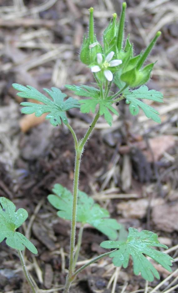 Carolina Cranesbill habit