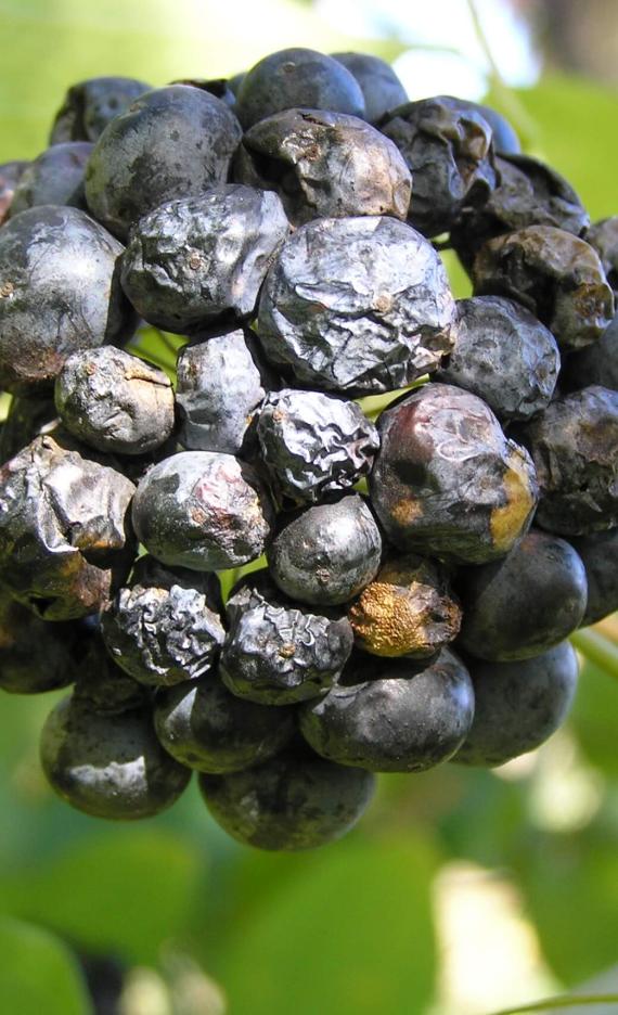 Carrion Flower fruit