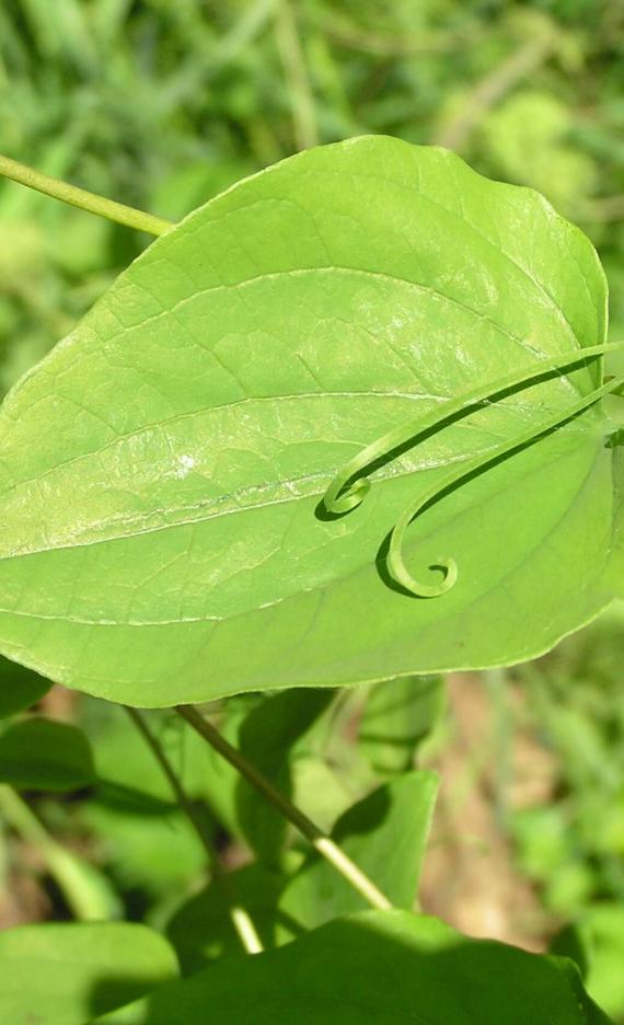 Carrion Flower leaves