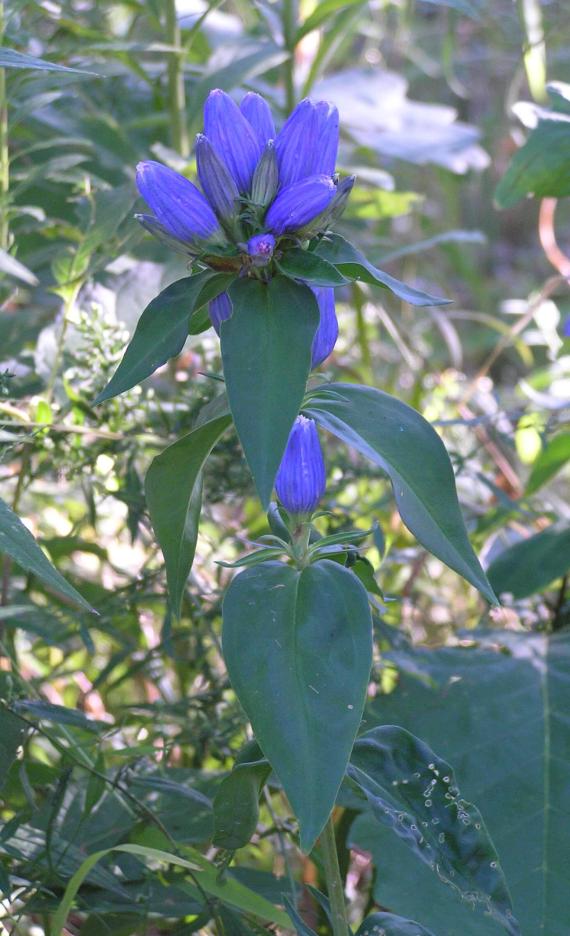 Closed Gentian habit
