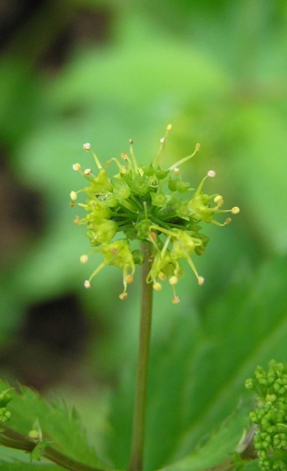 Clustered Snakeroot flower
