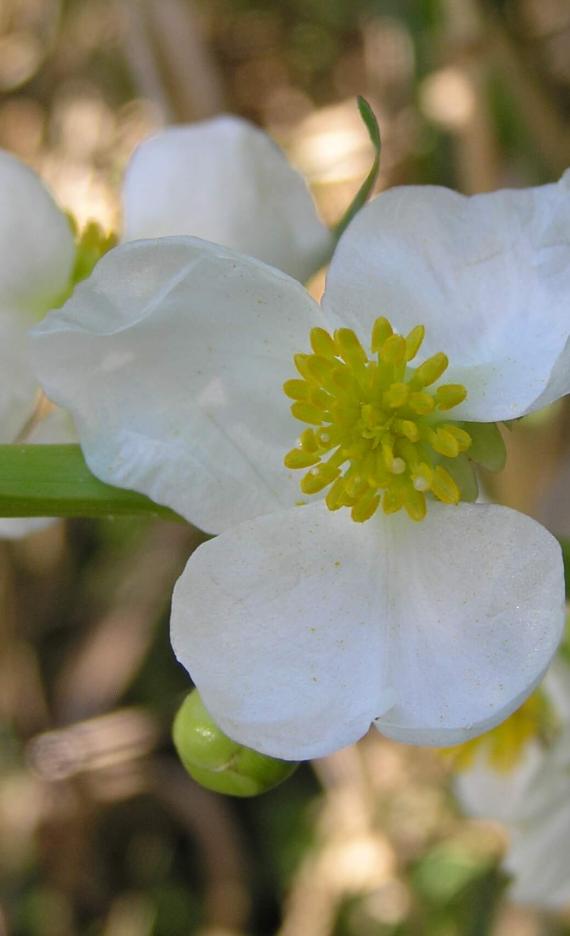 Common Arrowhead flower