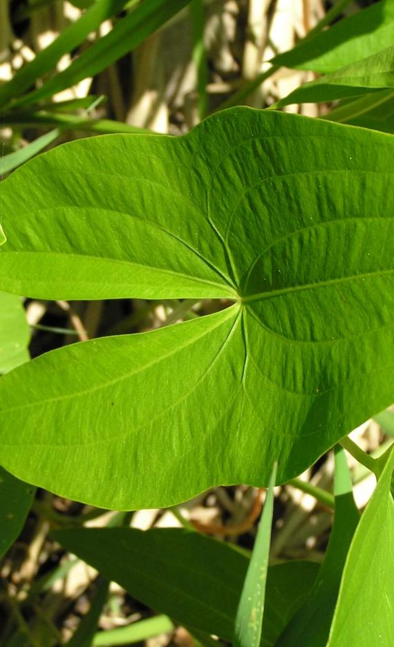 Common Arrowhead leaves
