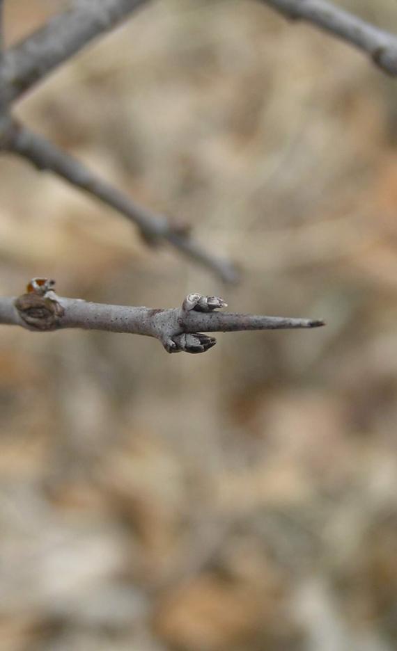 Common Buckthorn bud