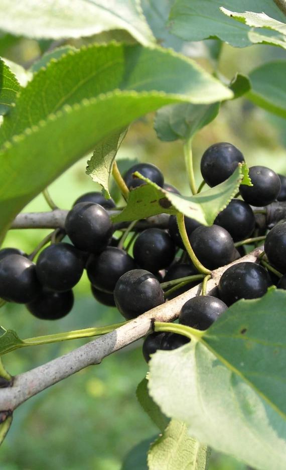 Common Buckthorn fruit