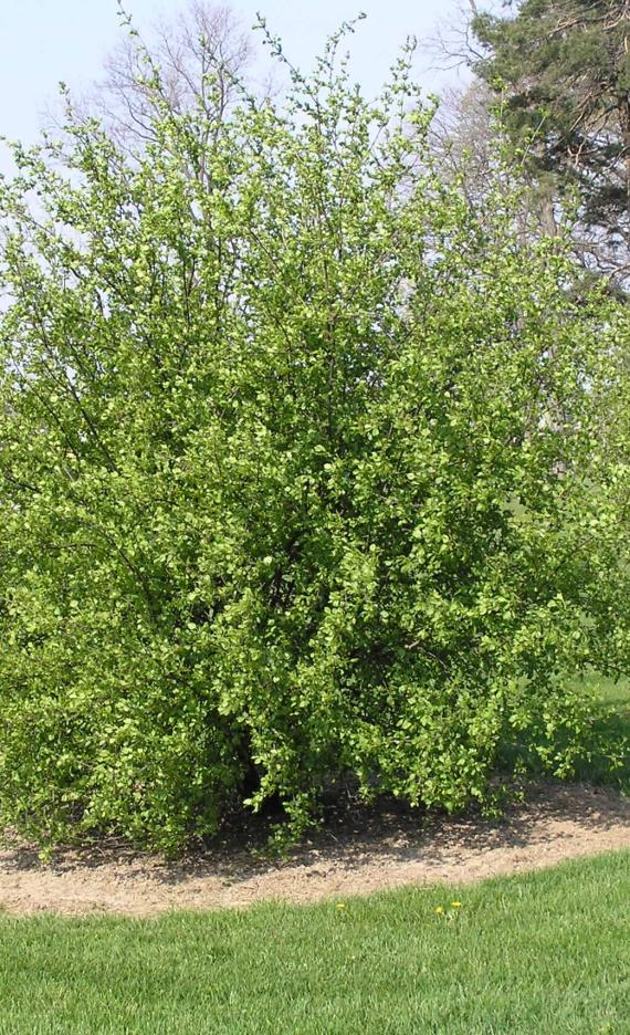 Common Buckthorn habit