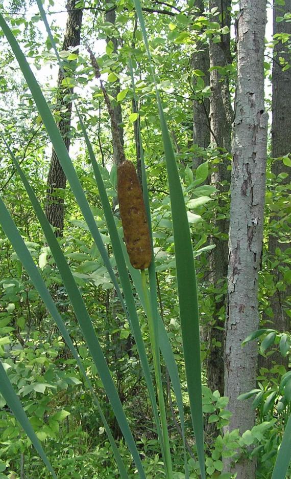 Common Cattail habit
