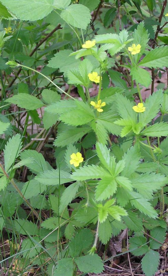 Common Cinquefoil habit