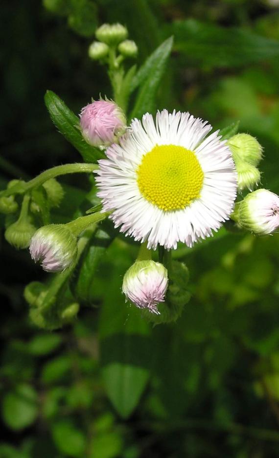 Common Fleabane flower