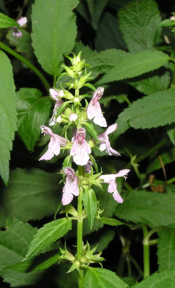 Common Hedge Nettle flower
