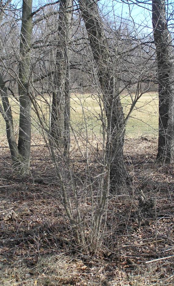 Common Privet habit