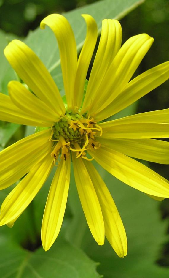 Cup Plant flower