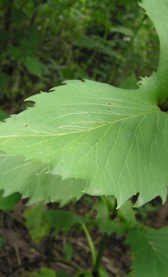 Cup Plant leaves