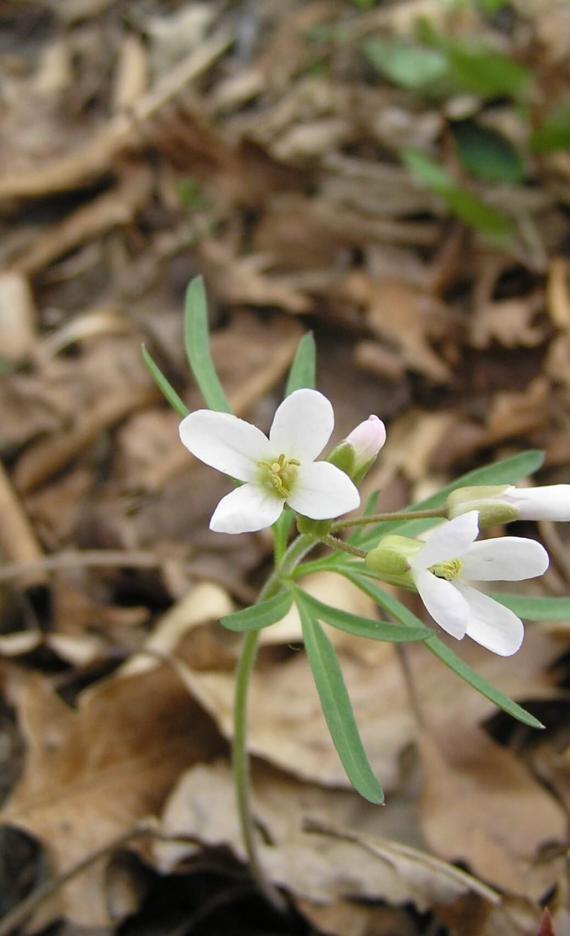 Cut Leaved Toothwort flower