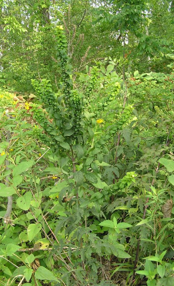 Entire Leaved False Foxglove habit
