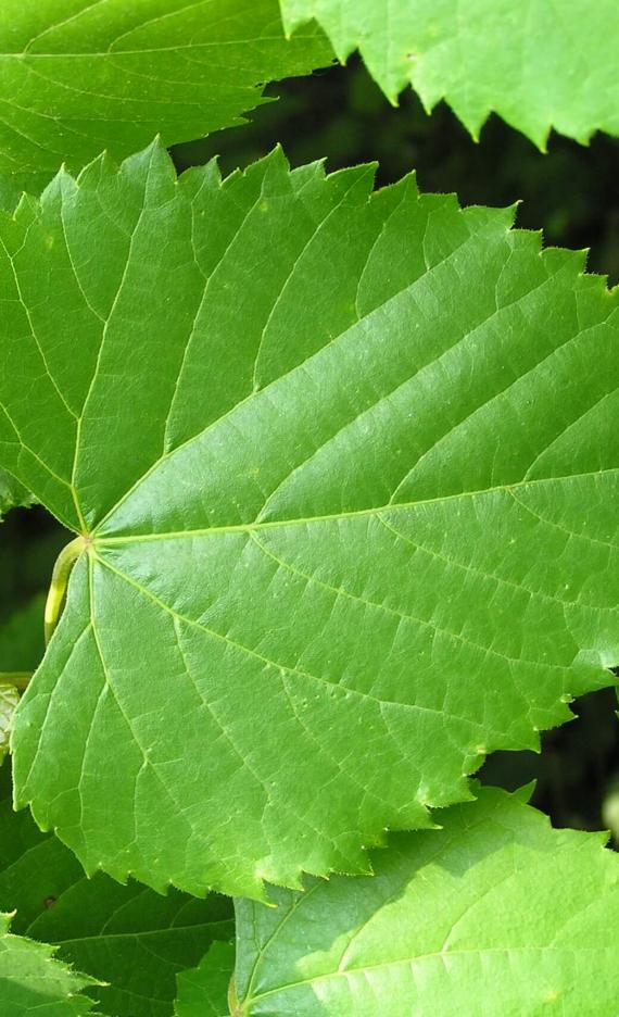 Frost Grape leaves