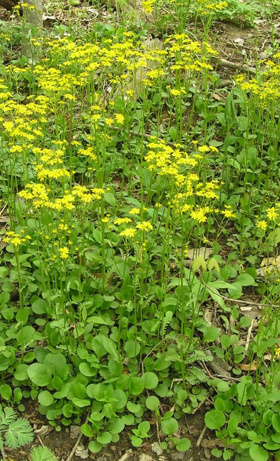 Golden Ragwort habit