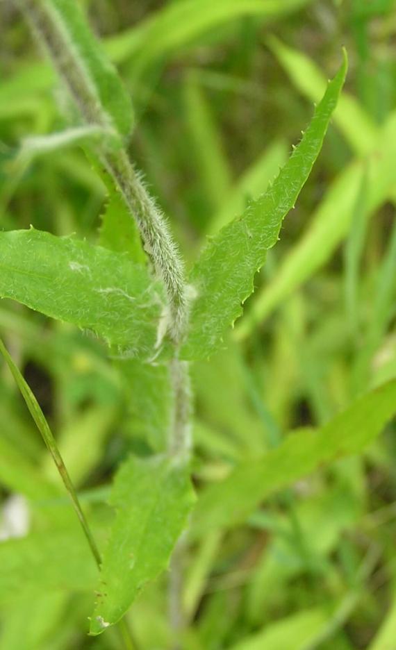 Hairy Beardtongue leaves