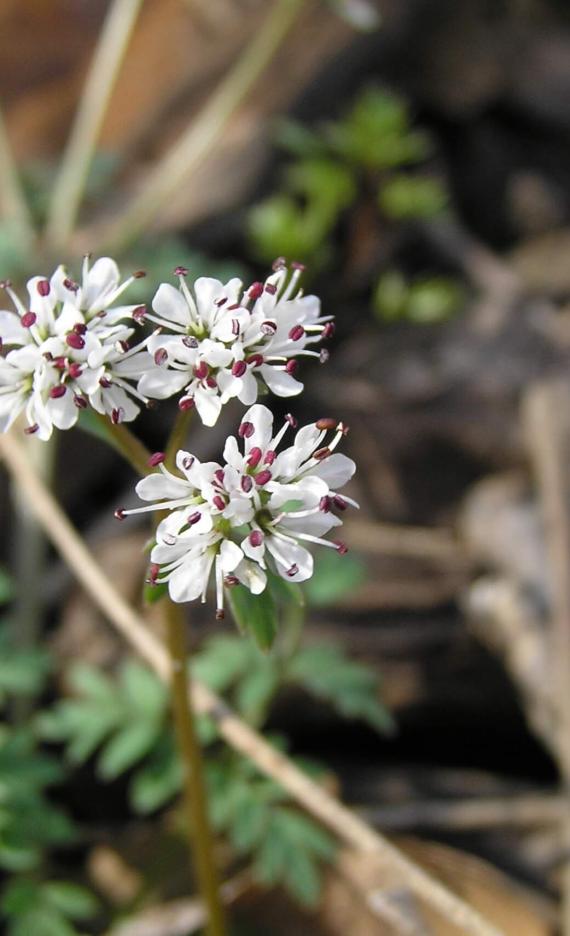 Harbinger of Spring flower