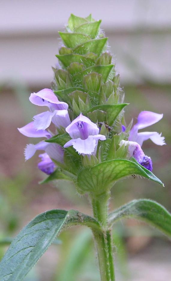 Heal All flower