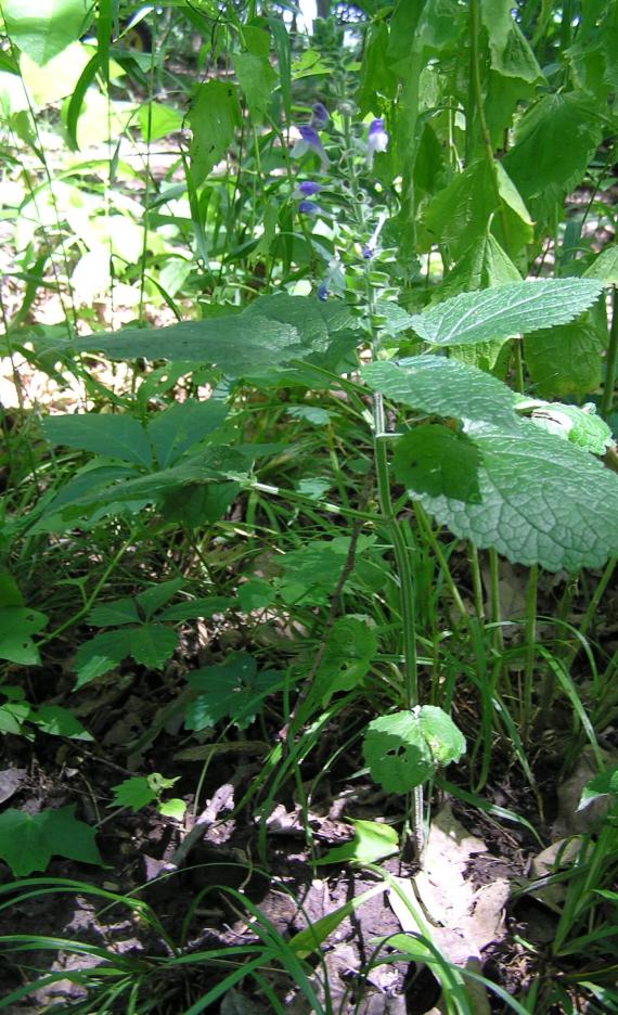 Heart Leaved Skullcap habit