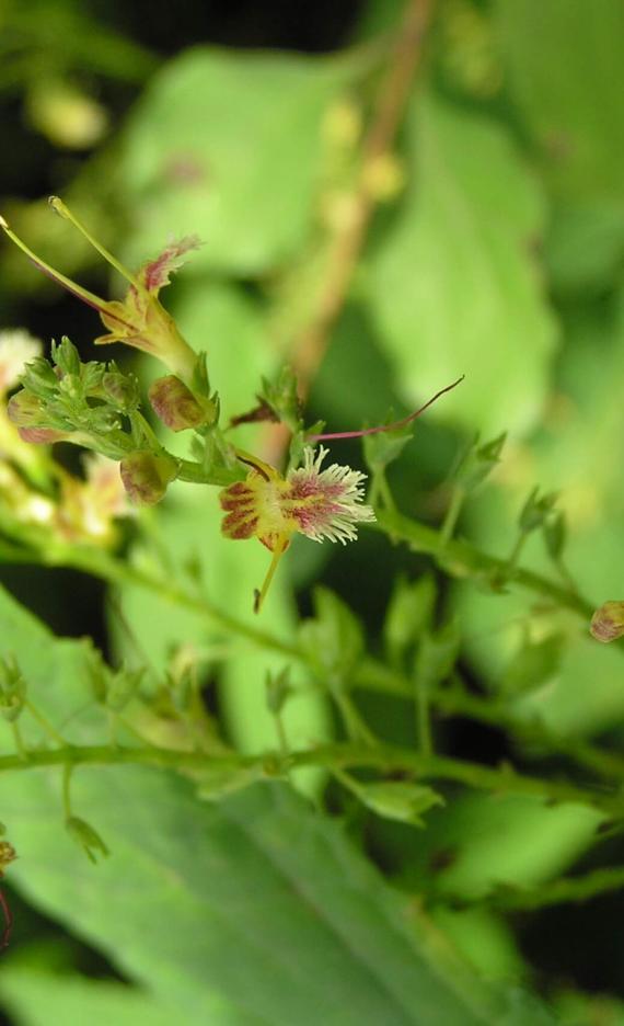 Horse Balm flower
