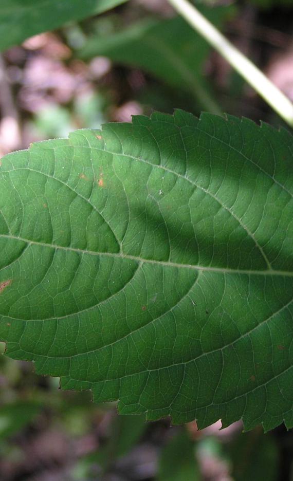 Horse Balm leaves