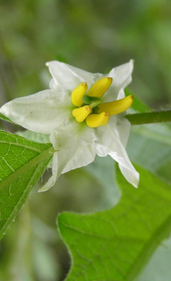 Horse Nettle flower