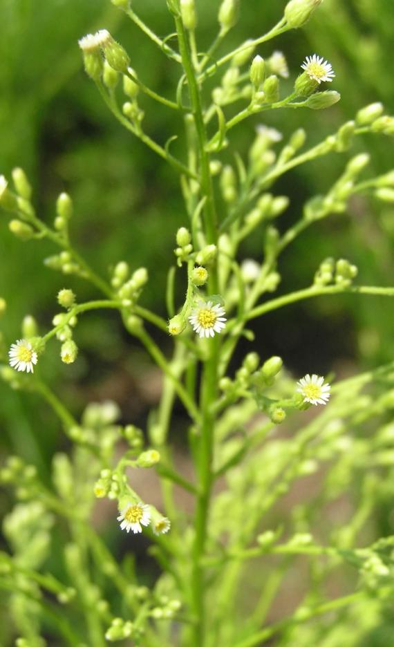 Horseweed flower