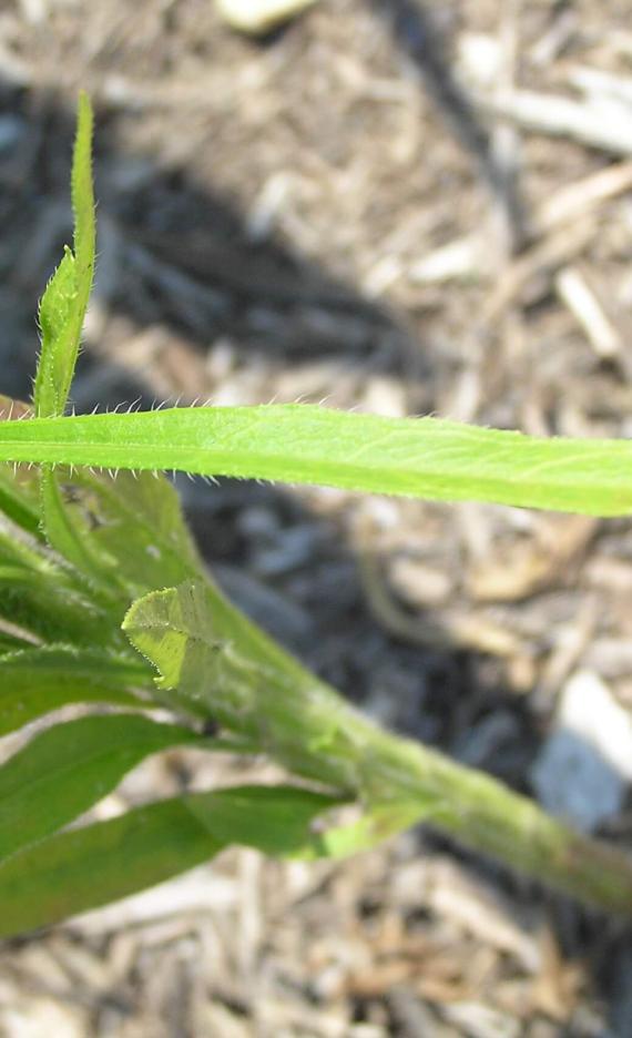 Horseweed leaves
