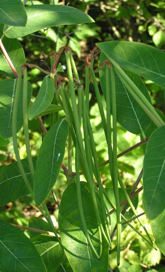 Indian Hemp fruit
