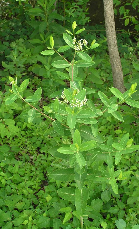 Indian Hemp habit