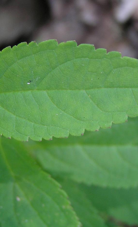 Mad Dog Skullcap leaves