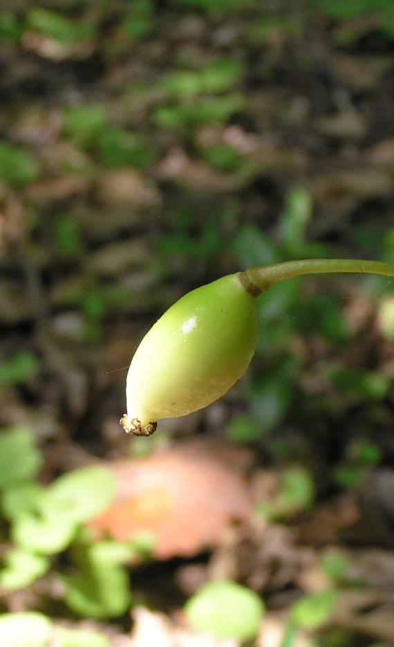 Mayapple fruit