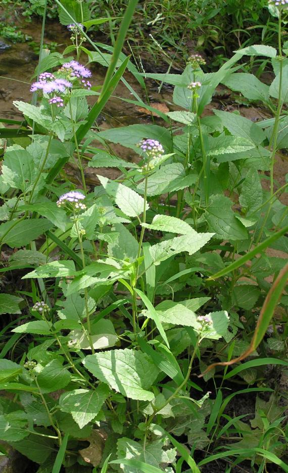 Mistflower habit