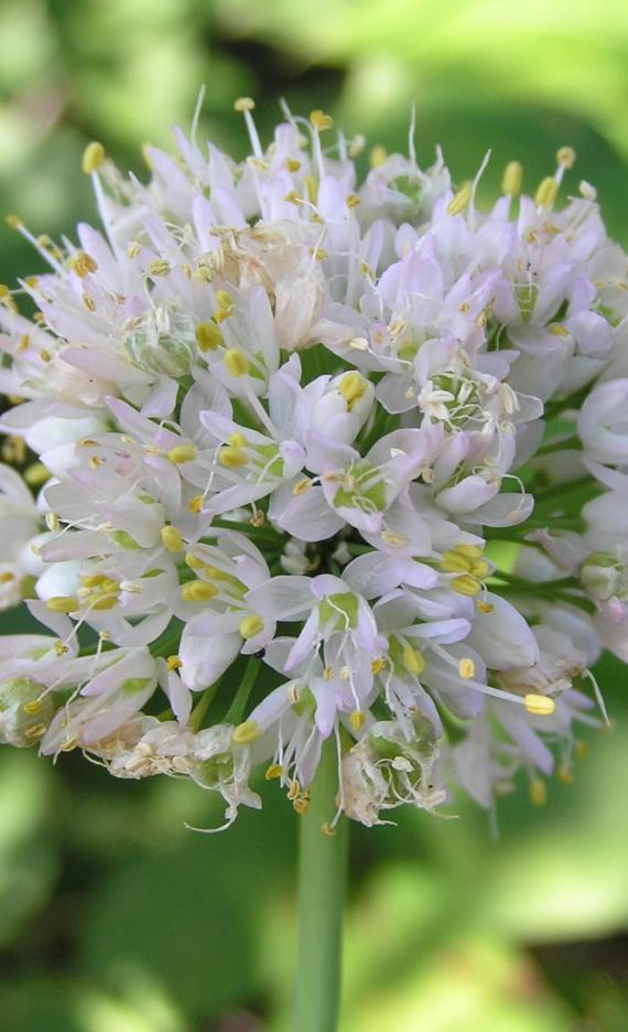 Nodding Onion flower