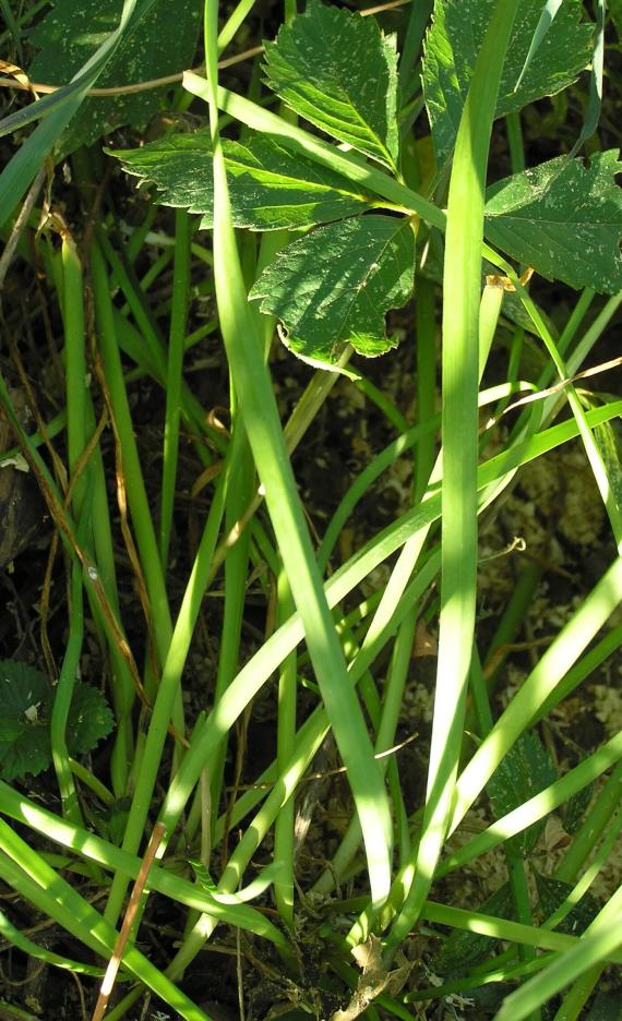 Nodding Onion leaves