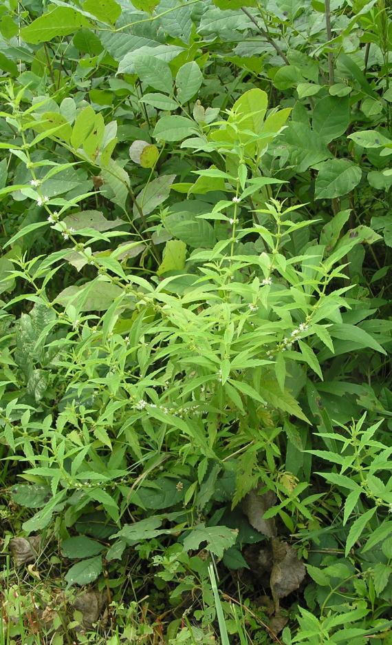 Northern Bugleweed habit