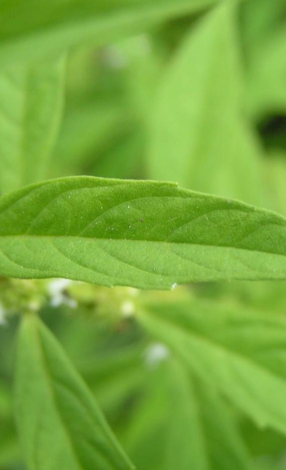 Northern Bugleweed leaves
