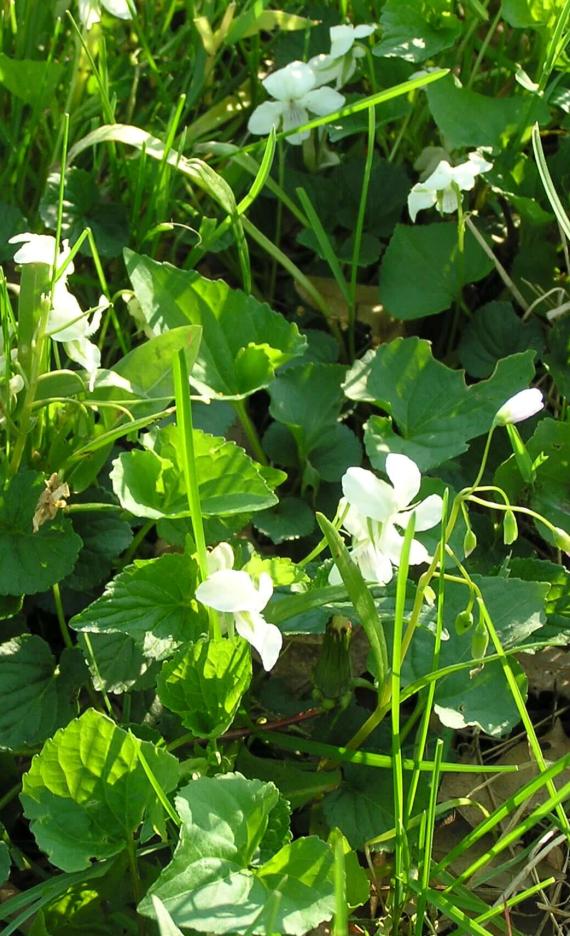 Northern White Violet habit