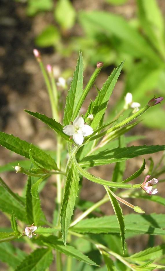 Northern Willow Herb flower